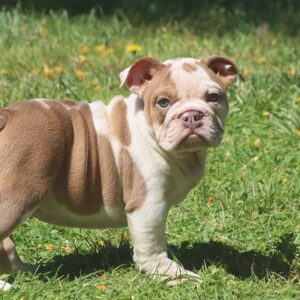 bulldog puppy