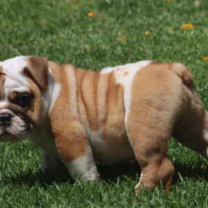 buy english bulldog puppies near me