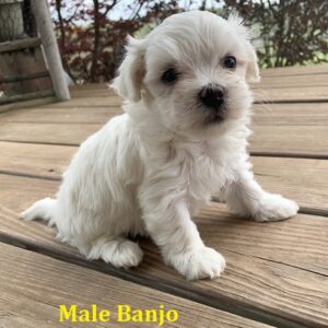 teacup maltese