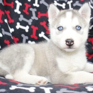 siberian husky puppies for adoption