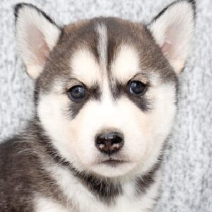 cheap siberian husky puppies for sale near me