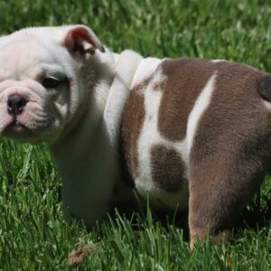 cheap bulldog puppies for sale