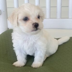 Adorable Maltese Puppies for Sale