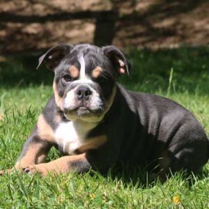 english bulldog for sale