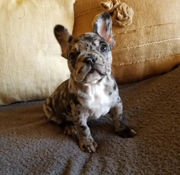 french bulldog adoption near me