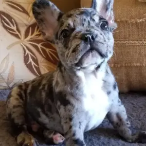 french bulldog adoption near me