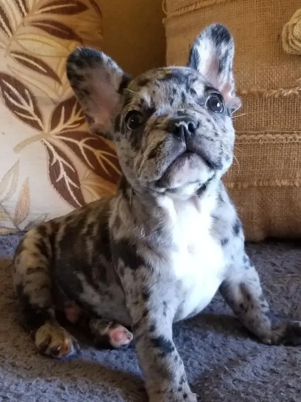 french bulldog adoption near me