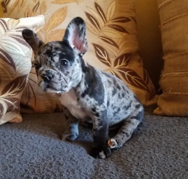 french bulldog adoption near me