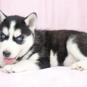 husky puppy for sale