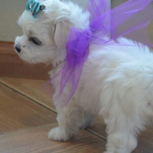 maltese poodle