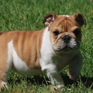 miniature english bulldog puppies