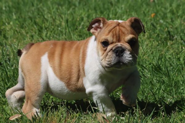 miniature english bulldog puppies