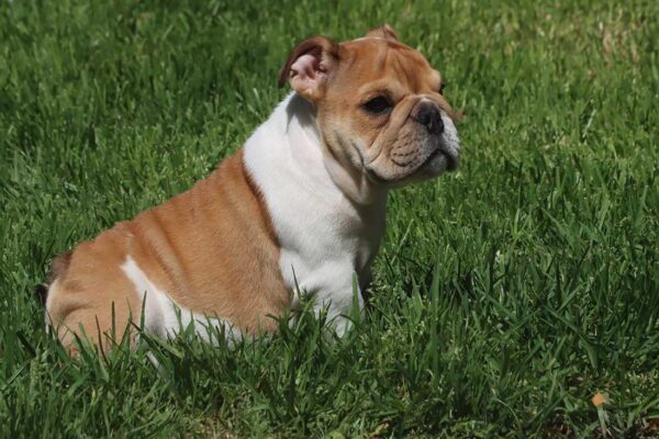 miniature english bulldog puppies