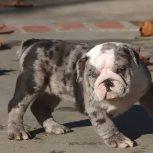 british bulldog puppies for sale