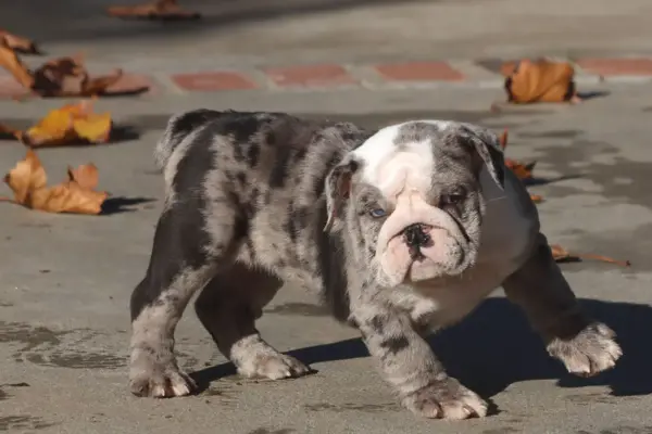 british bulldog puppies for sale