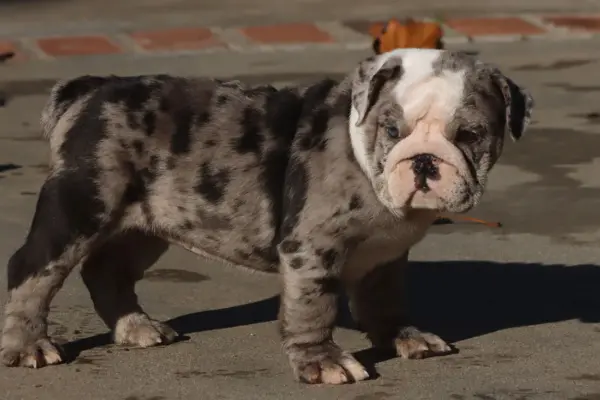 british bulldog puppies for sale