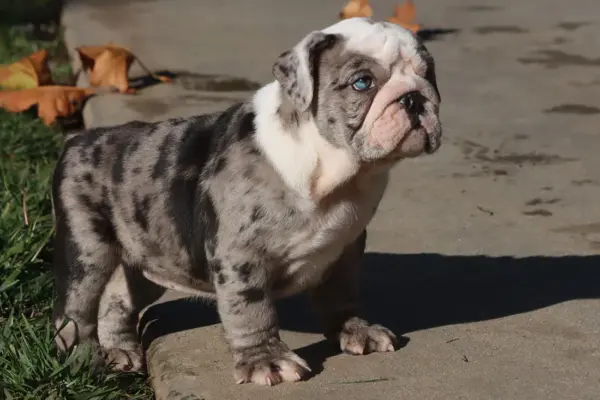 british bulldog puppies for sale