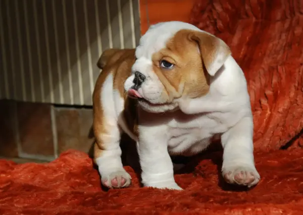 american bulldog puppies for sale