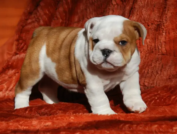 american bulldog puppies for sale