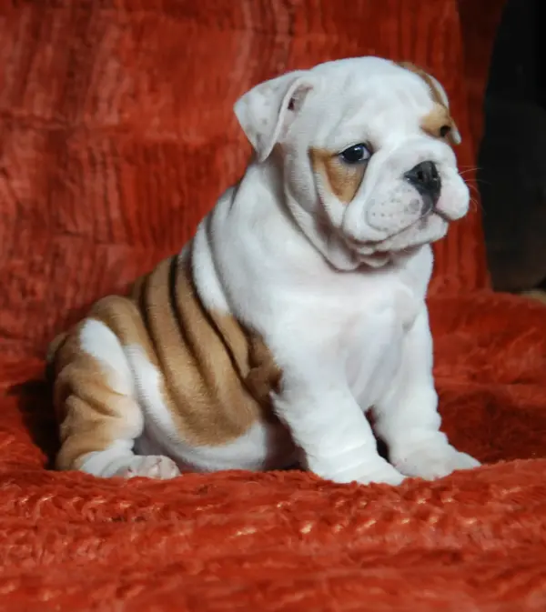 american bulldog puppies for sale