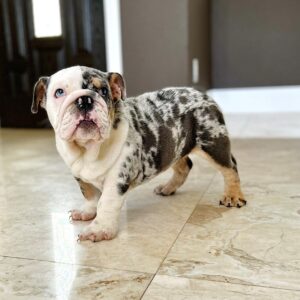 english bulldog puppies for sale in texas