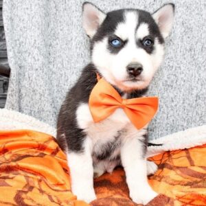 husky puppies for sale