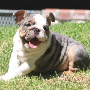 english bulldog puppies for sale