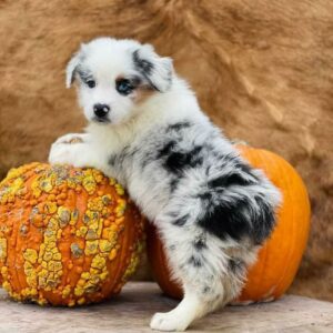 australian shepherd puppies