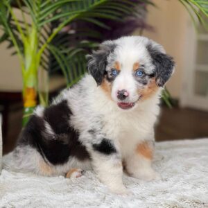 Australian shepherd Puppy For Sale