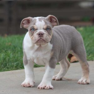 bulldog puppies near me