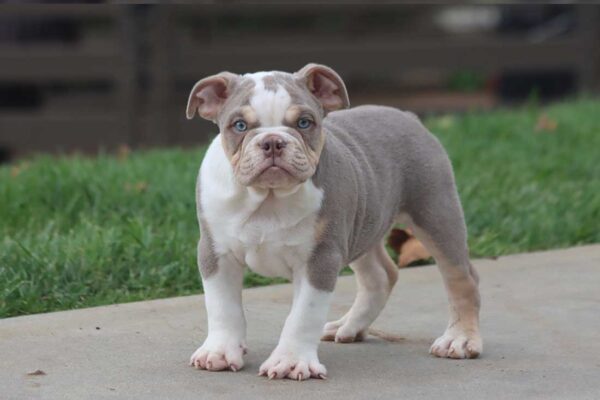 bulldog puppies near me