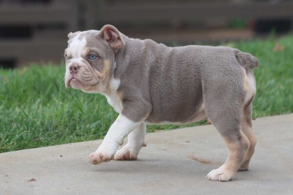 bulldog puppies near me