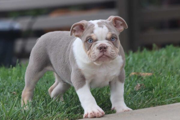 bulldog puppies near me