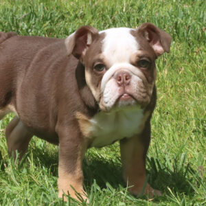 english bulldog puppy price