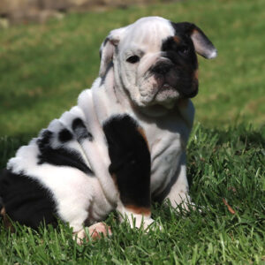 english bulldog puppies near me