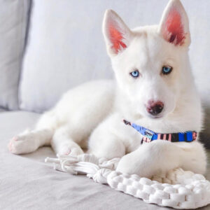 white siberian husky