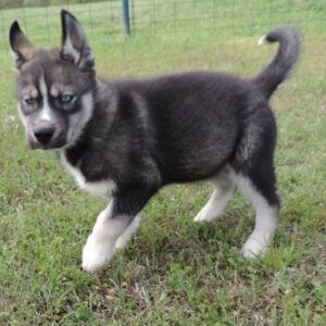 siberian husky puppies for adoption near me