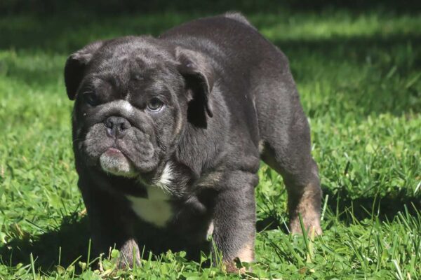 teacup english bulldog puppies for sale near me