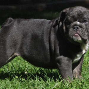 teacup english bulldog puppies for sale near me