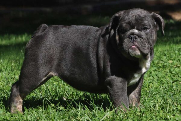 teacup english bulldog puppies for sale near me