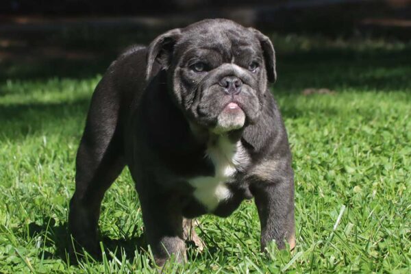 teacup english bulldog puppies for sale near me