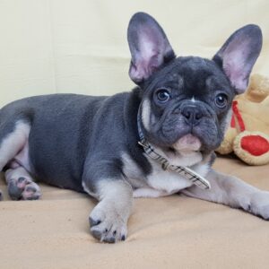 French Bulldog Puppy