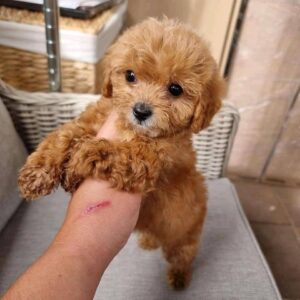 Toy Poodle