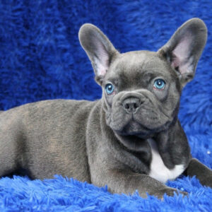 french bulldog puppies near me for sale