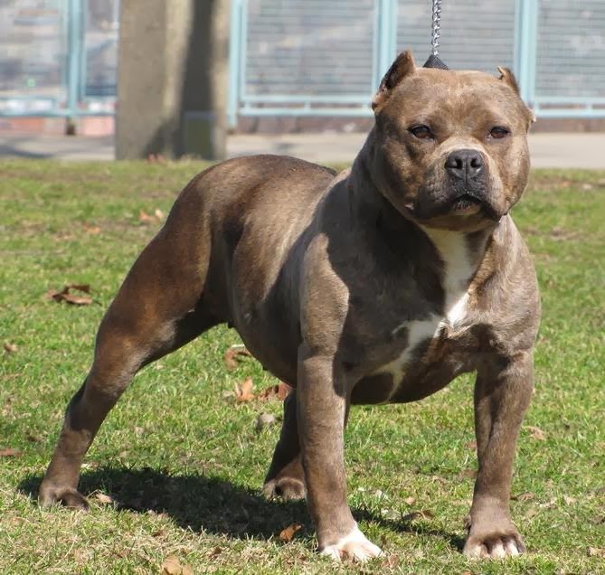 Buy American Bully Puppies