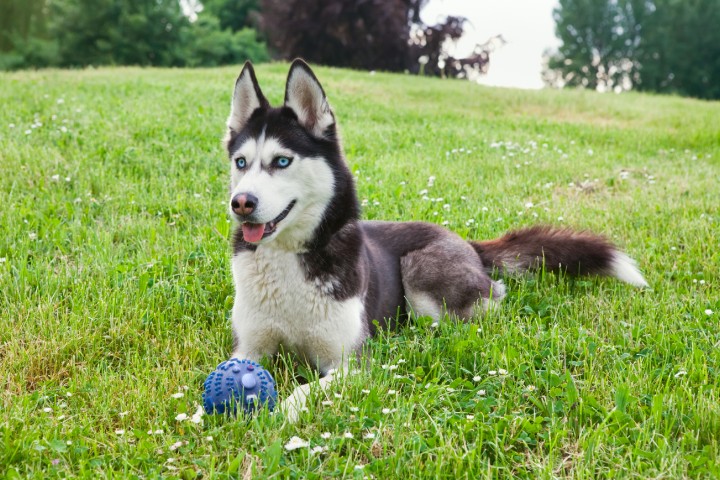 siberian husky