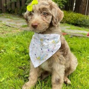 aussiedoodle