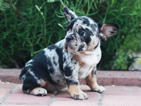 french bulldog puppy for sale