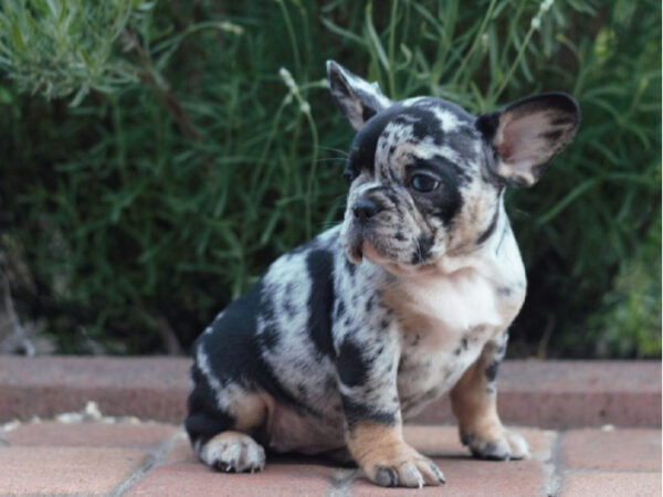 french bulldog puppy for sale