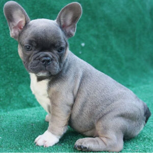 french bulldog puppies for sale